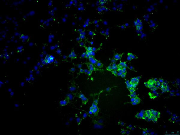 Oli-neu Mouse Oligodendroglial Precursor Cell Line | SCC261